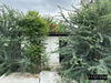 listing thumbnail image 14