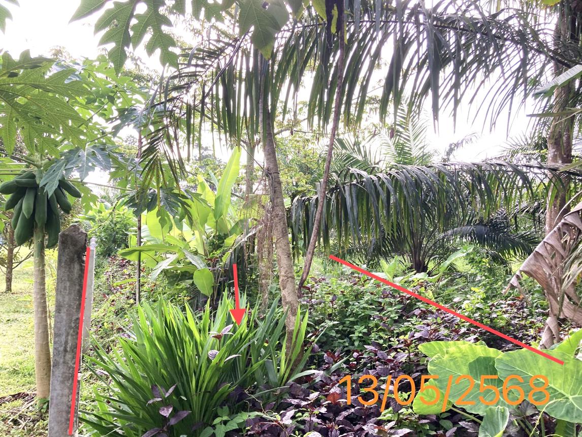 รูป บ้านเดี่ยว สำหรับขาย - พรุเตียว เขาพนม กระบี่ - รูปที่ 12/16
