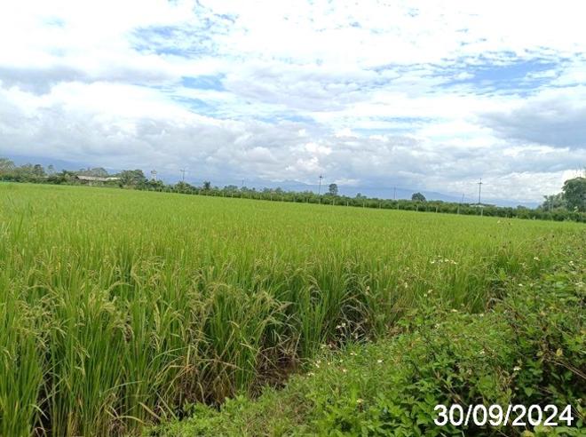 picture LAND for sale  Mae Kha Fang Chiang Mai - 5/18