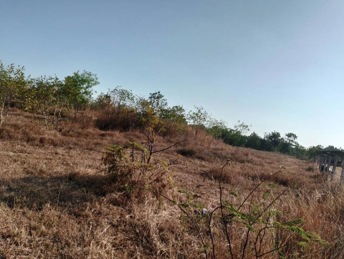 picture LAND for sale  Nong Phu Chaturaphak Phiman Roi Et - 12/18