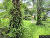 listing thumbnail image 15