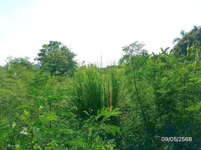 รูป ที่ดินว่างเปล่า สำหรับขาย - รอบเวียง เมืองเชียงราย เชียงราย - รูปที่ 7/22