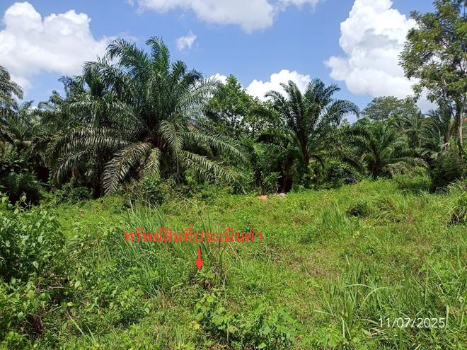 picture LAND for sale  Wang Maprang Nua Wang Wiset Trang - 7/24