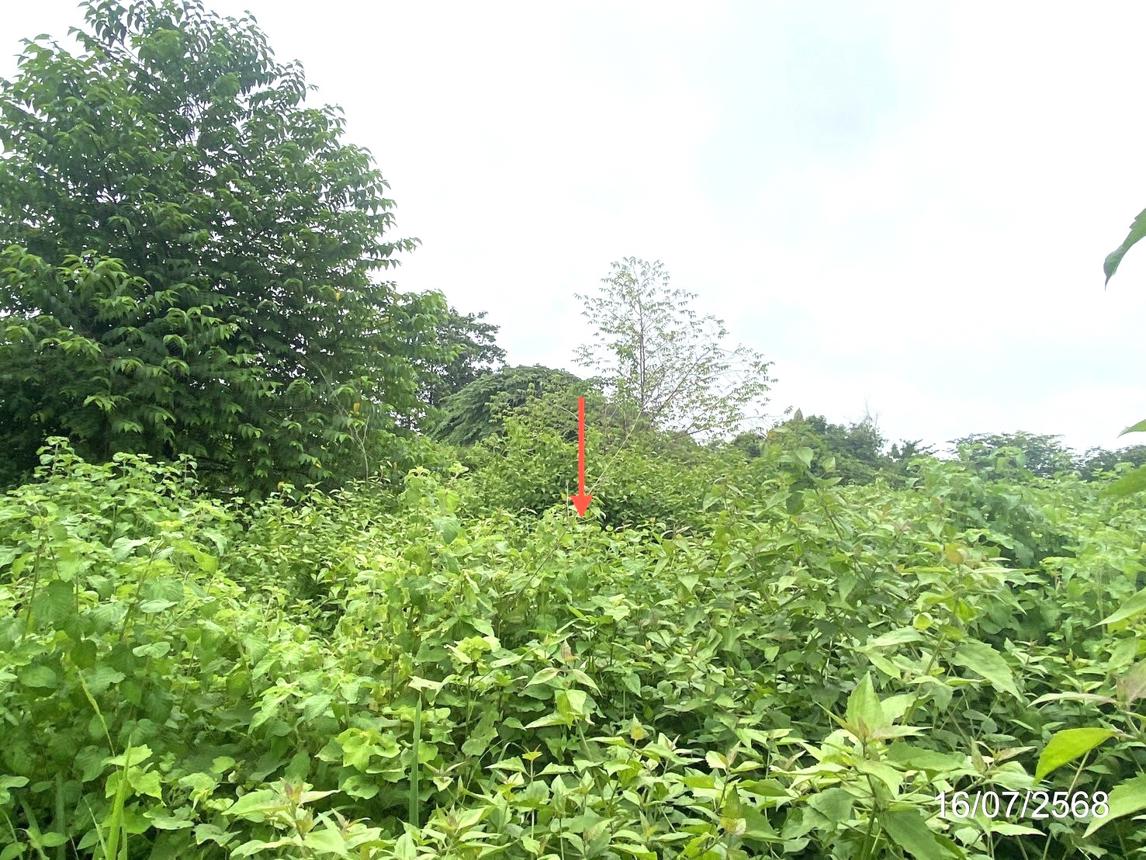picture LAND for sale  Huai Mek Huai Mek Kalasin - 11/16
