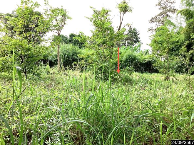 picture LAND for sale  Kham Khok Sung Wang Sam Mo Udon Thani - 7/18
