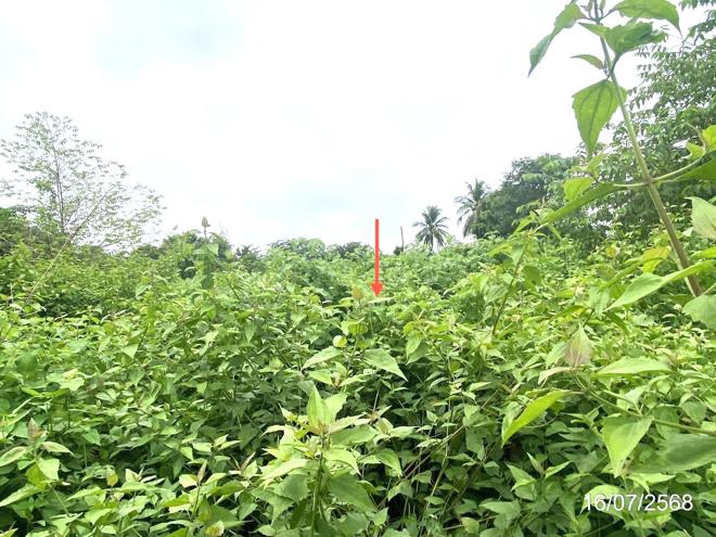 picture LAND for sale  Huai Mek Huai Mek Kalasin - 6/16