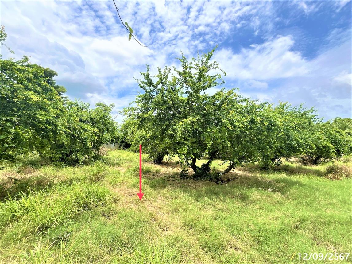 picture LAND for sale  Lamnarai Chai Badan Lopburi - 10/14