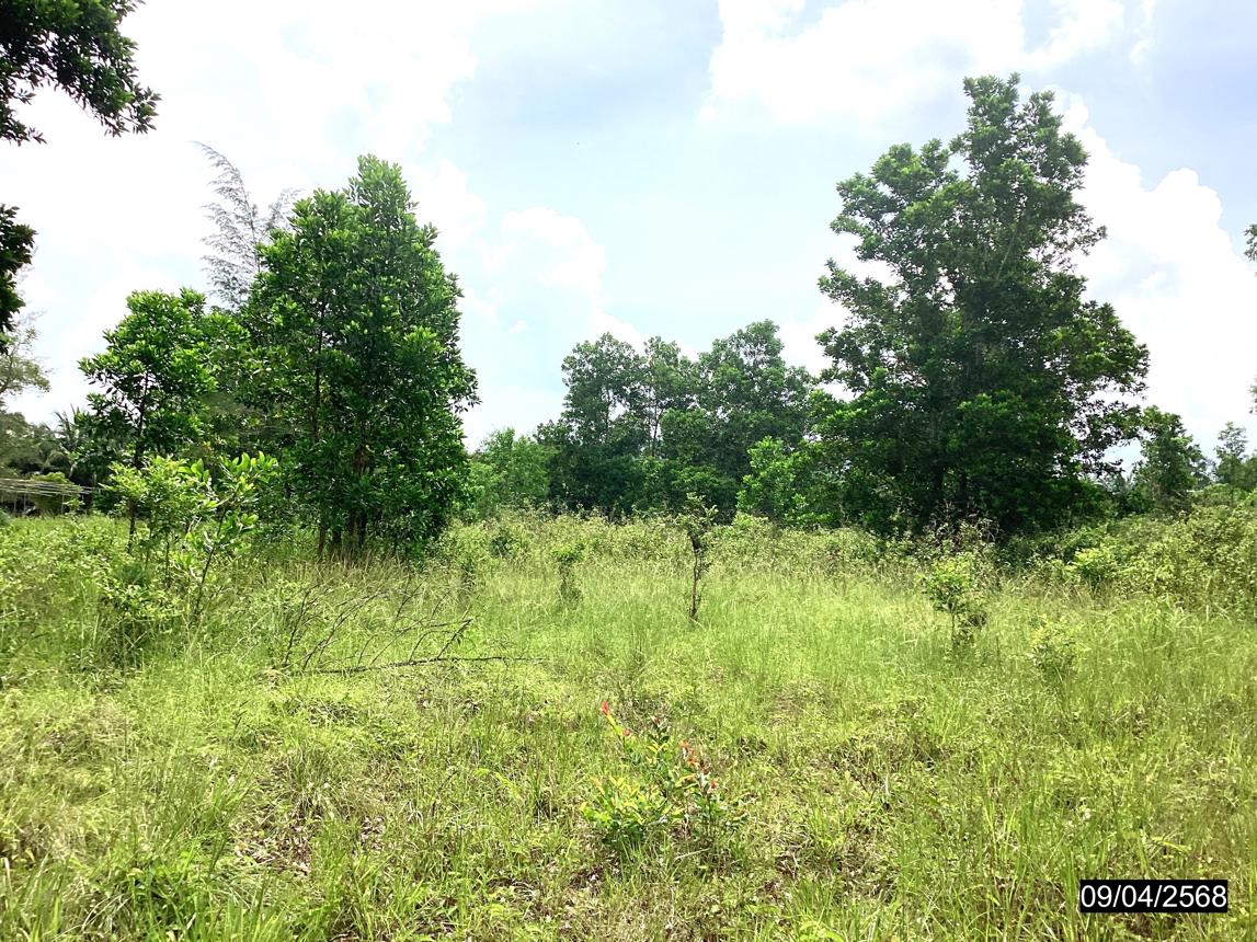 picture LAND for sale  Khron Sawi Chumphon - 11/18
