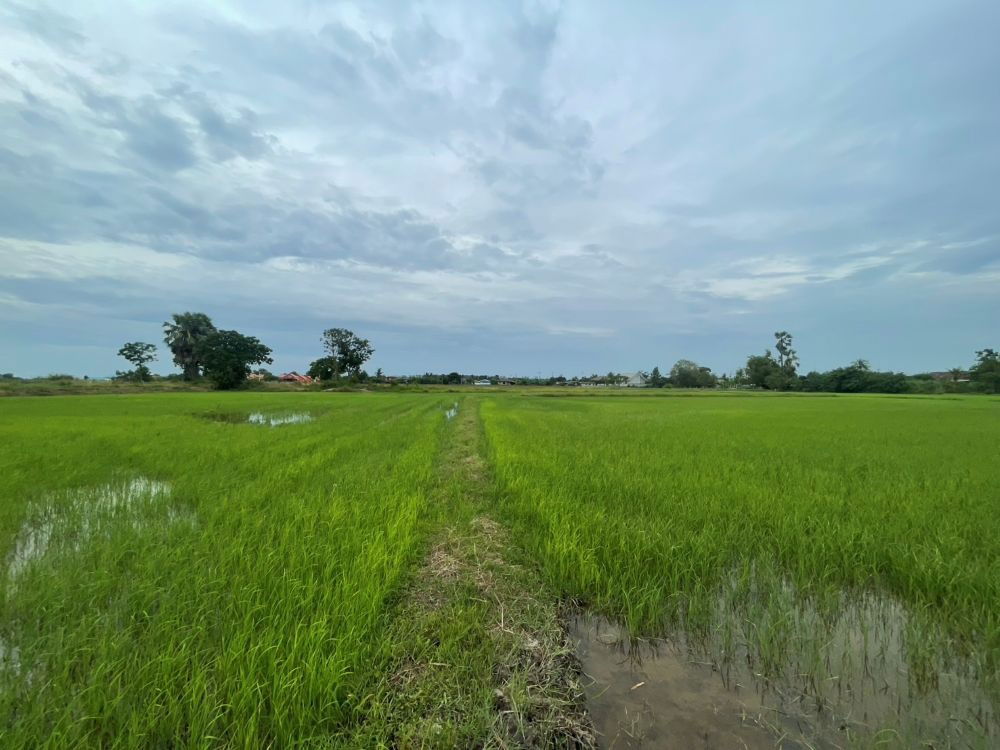 รูป ขายที่ดินเปล่า ขนาด 24 ไร่ ทำเลทอง บรรยากาศร่มรื่น ใกล้แหล่งชุมชน ต.หัวสำโรง ฉะเชิงเทรา - รูปที่ 7/15