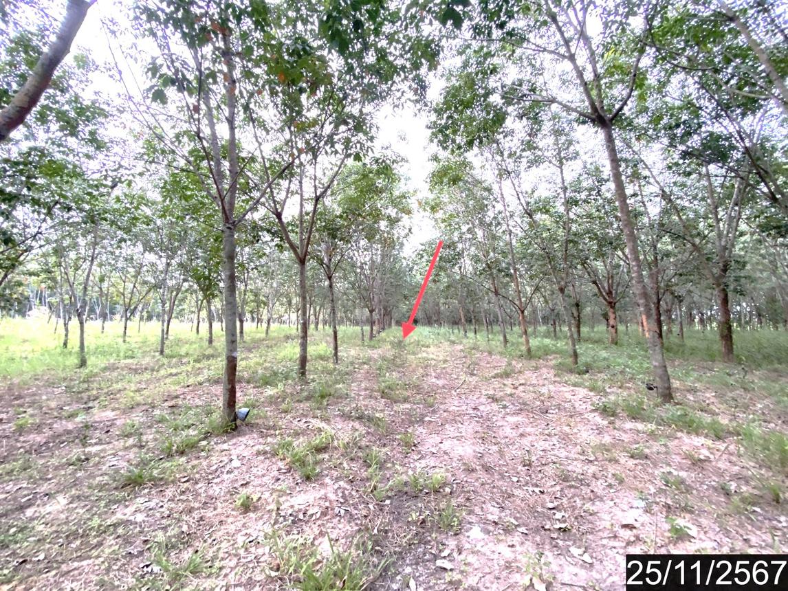 รูป ที่ดินว่างเปล่า สำหรับขาย - ขอนยูง กุดจับ อุดรธานี - รูปที่ 14/24