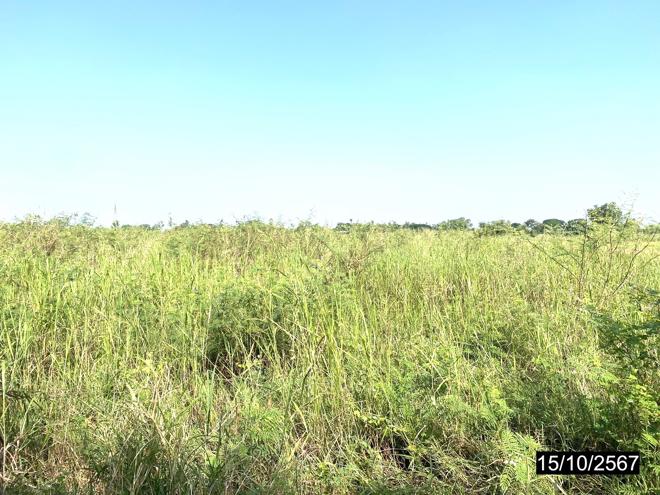 picture LAND for sale  Wang Phikun Wang Thong Phitsanulok - 5/16