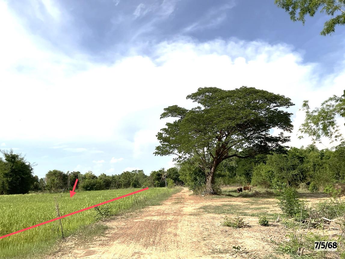 picture LAND for sale  Lup Muang Kalasin Kalasin - 13/22