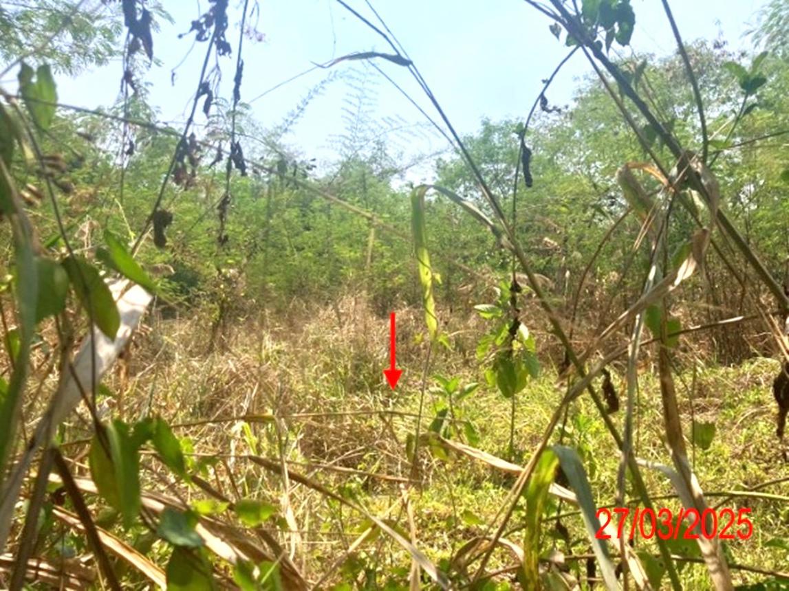 picture LAND for sale  Ban Sadat Muang Lampang Lamphang - 6/10