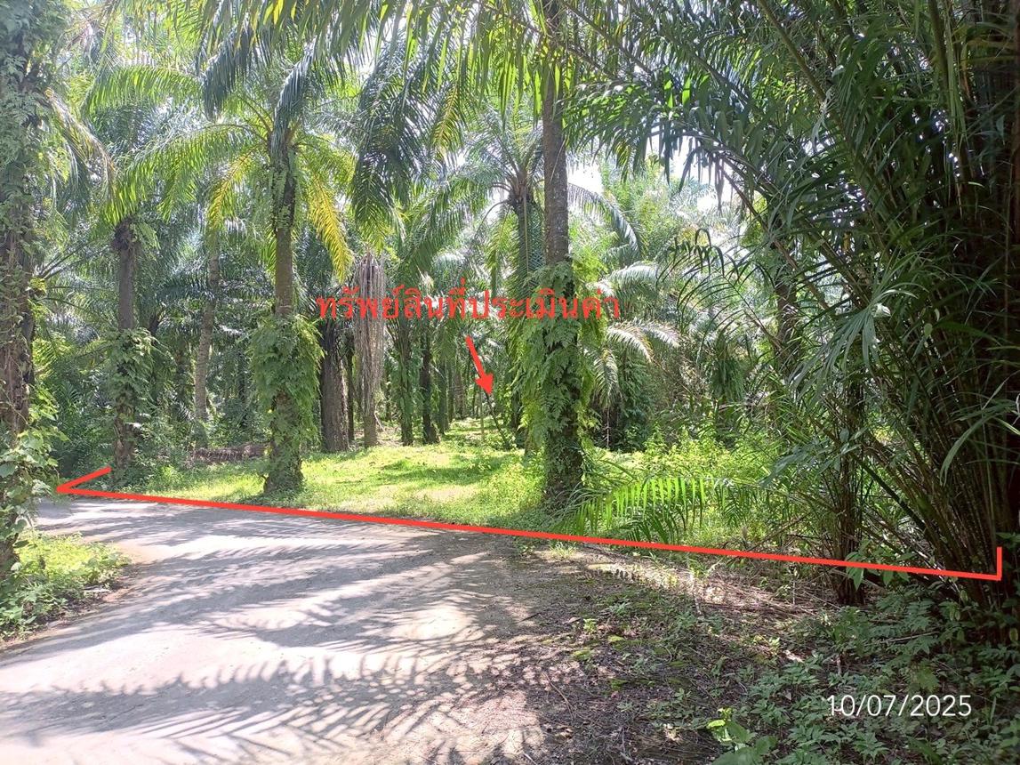 picture LAND for sale  Wang Maprang Nua Wang Wiset Trang - 9/18