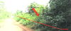 listing thumbnail image 36