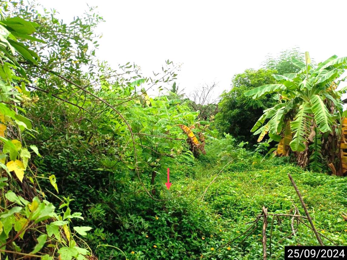 รูป ที่ดินว่างเปล่า สำหรับขาย - ในเมือง เมืองขอนแก่น ขอนแก่น - รูปที่ 11/20