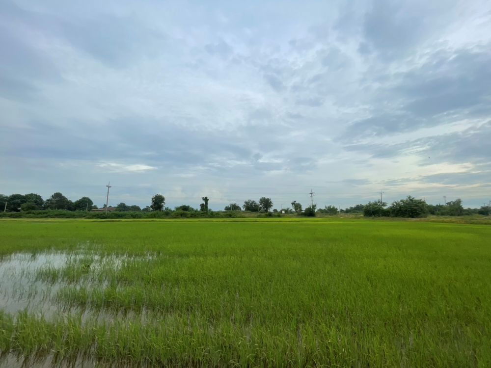 รูป ขายที่ดินเปล่า ขนาด 24 ไร่ ทำเลทอง บรรยากาศร่มรื่น ใกล้แหล่งชุมชน ต.หัวสำโรง ฉะเชิงเทรา - รูปที่ 5/15