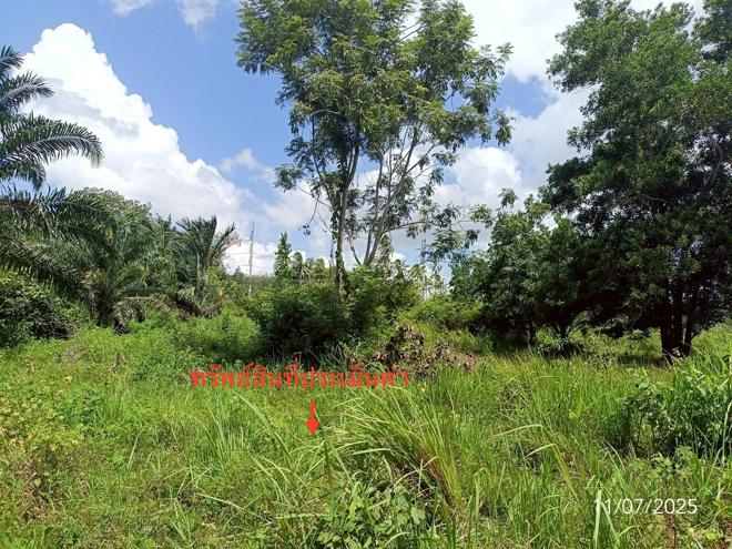 picture LAND for sale  Wang Maprang Nua Wang Wiset Trang - 2/24