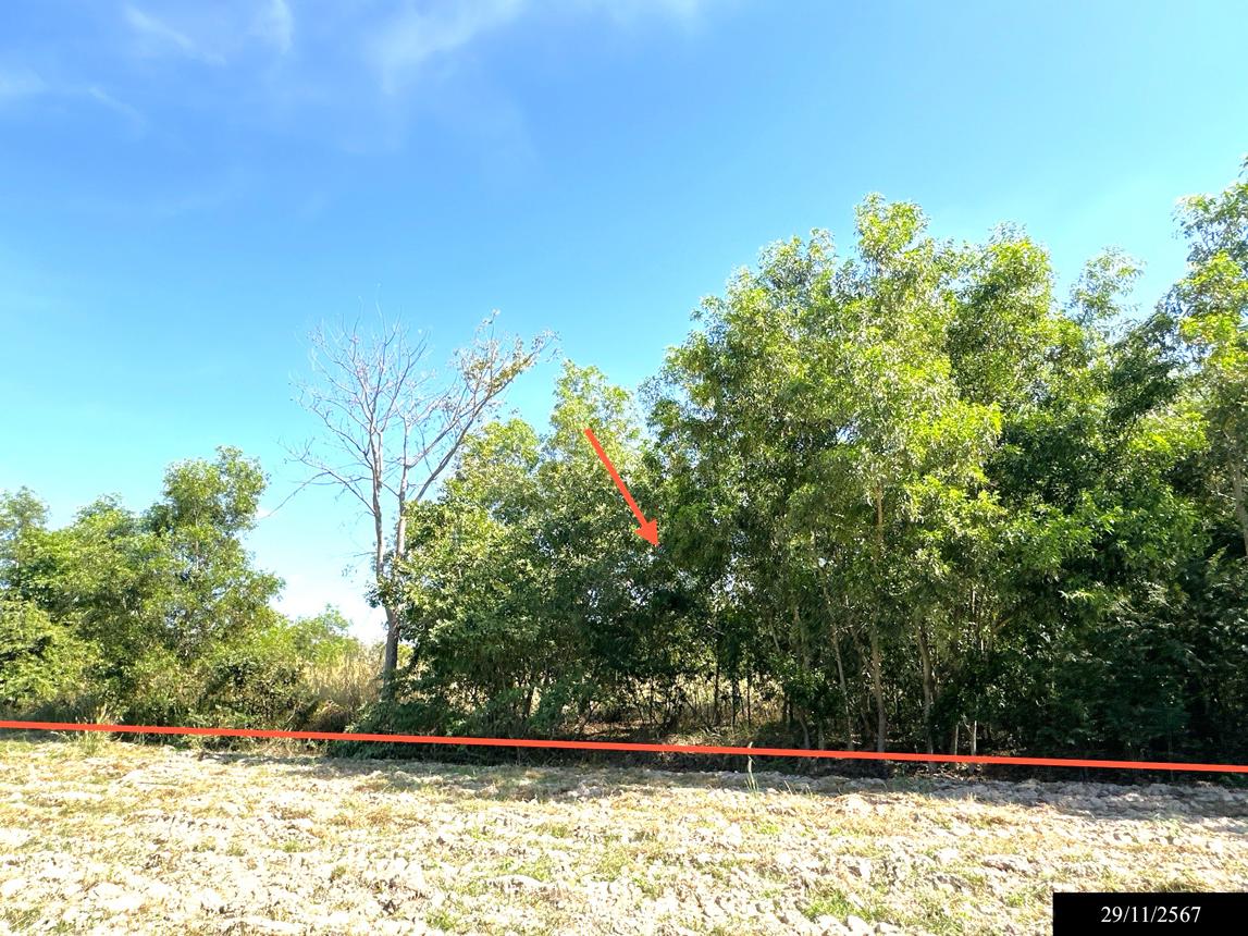 picture LAND for sale  Dong Khan Yai Kham Khuan Kaeo Yasothon - 12/24