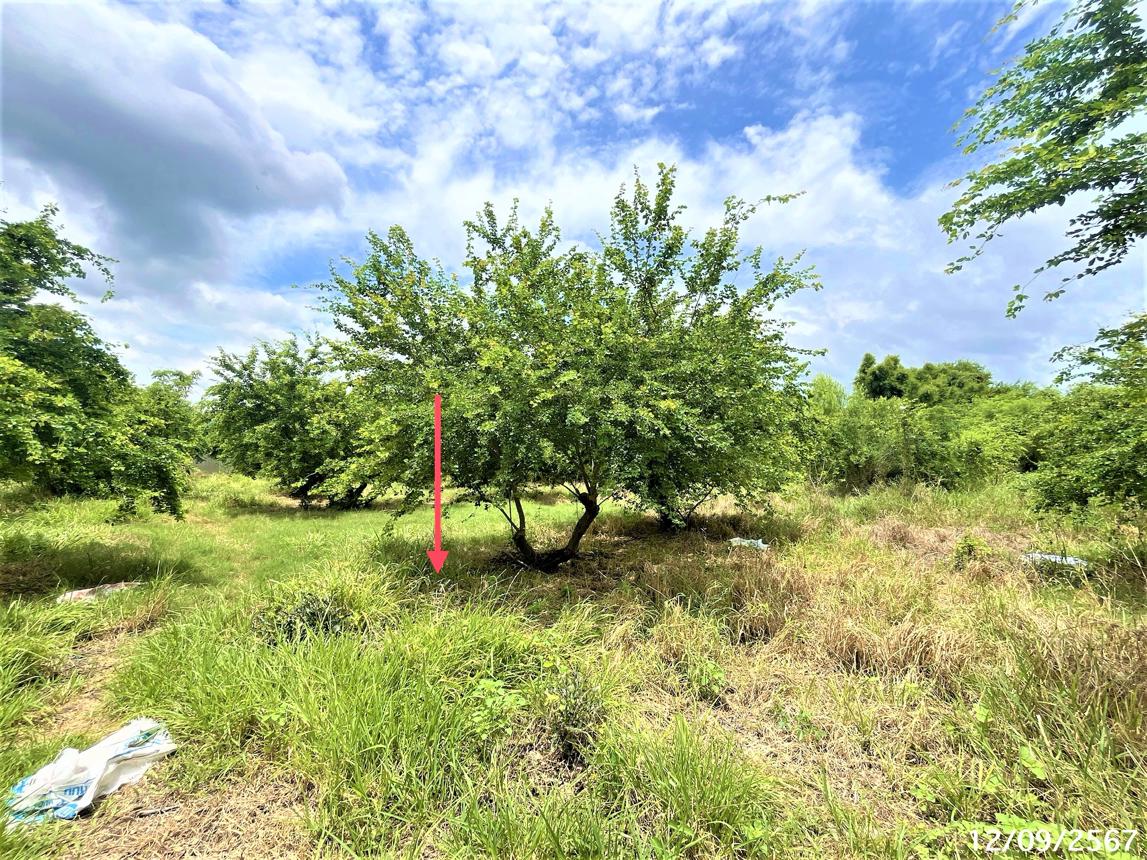 picture LAND for sale  Lamnarai Chai Badan Lopburi - 9/14