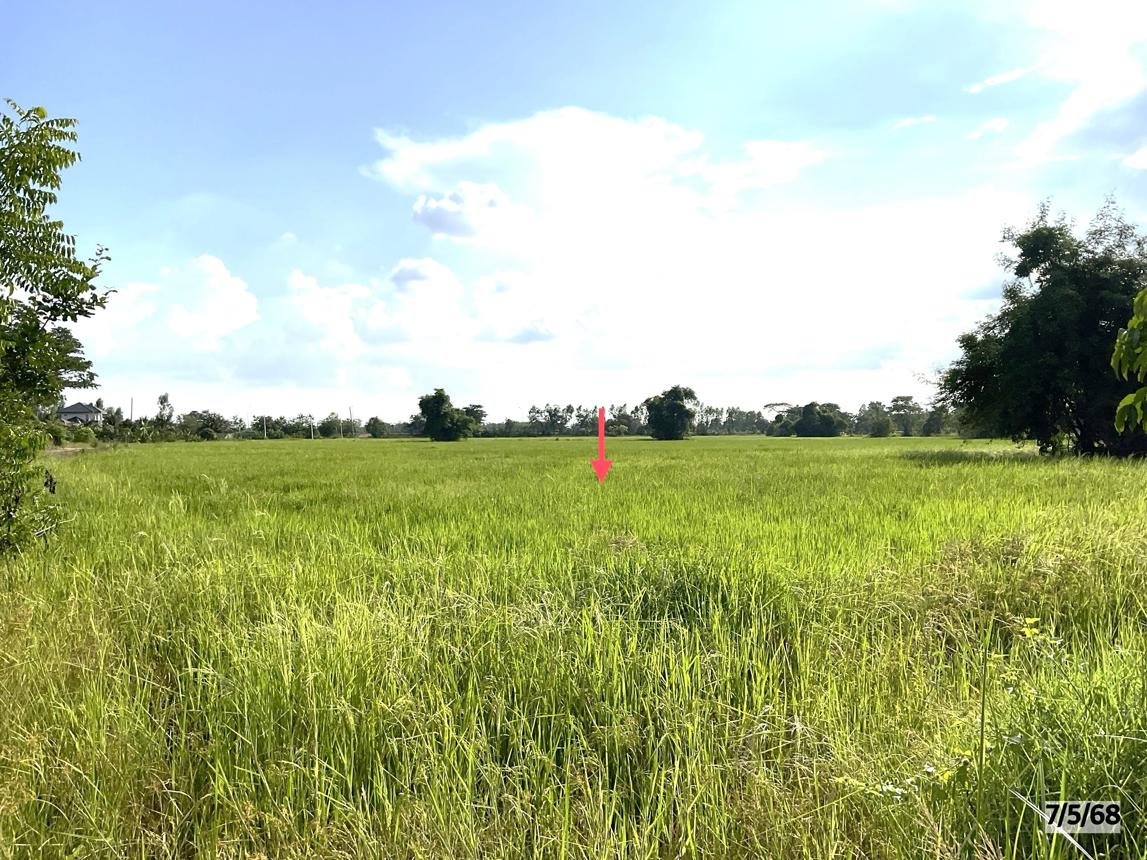 picture LAND for sale  Lup Muang Kalasin Kalasin - 18/22