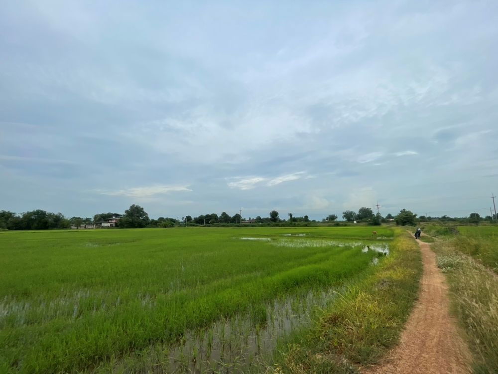 รูป ขายที่ดินเปล่า ขนาด 24 ไร่ ทำเลทอง บรรยากาศร่มรื่น ใกล้แหล่งชุมชน ต.หัวสำโรง ฉะเชิงเทรา - รูปที่ 11/15