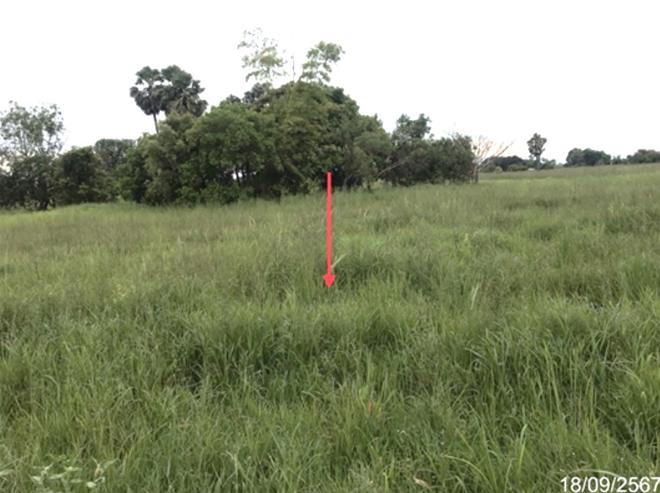 picture LAND for sale  Yo Kham Khuan Kaeo Yasothon - 5/20