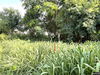 listing thumbnail image 11
