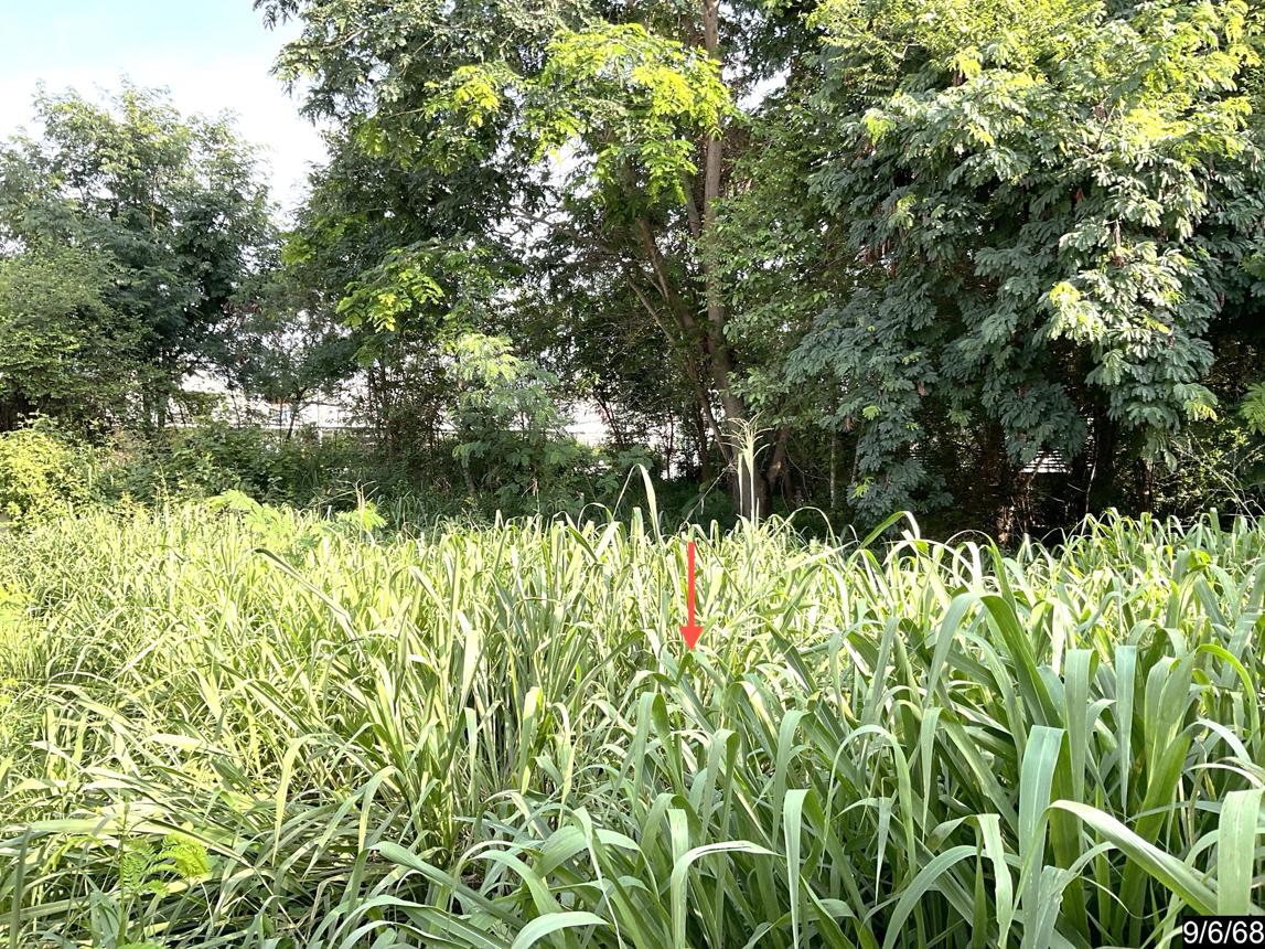 picture LAND for sale  Muang Kao Muang Khon Kaen Khon Kaen - 12/18
