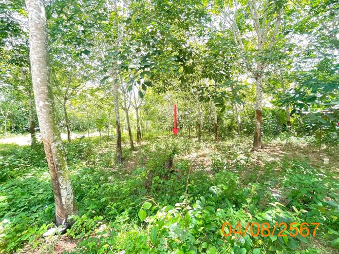 รูป บ้านเดี่ยว สำหรับขาย - คลองพน คลองท่อม กระบี่ - รูปที่ 9/24