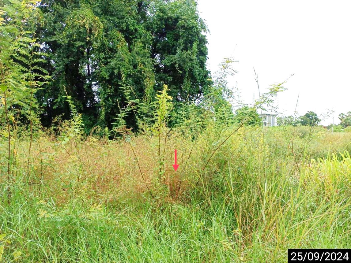 รูป ที่ดินว่างเปล่า สำหรับขาย - เมืองเก่า เมืองขอนแก่น ขอนแก่น - รูปที่ 8/12