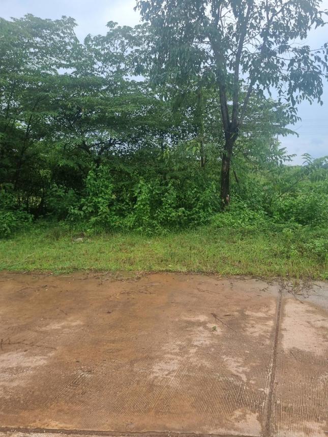 picture LAND for sale  Nong Yat Muang Nakhon Phanom Nakhon Phanom - 8/12