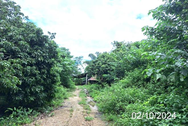 รูป โกดัง สำหรับขาย - หนองล่อง เวียงหนองล่อง ลำพูน - รูปที่ 20/44