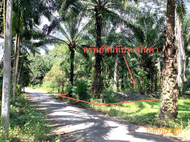 รูป บ้านเดี่ยว สำหรับขาย - วังมะปรางเหนือ วังวิเศษ ตรัง - รูปที่ 15/36