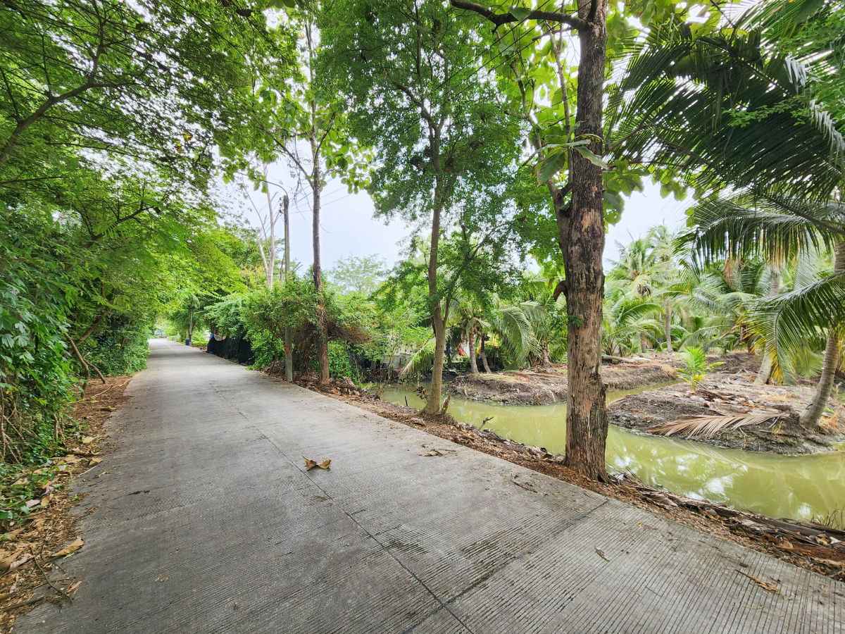 รูป ขายด่วน! ที่ดินพร้อมสวนมะพร้าวบ้านแพ้วกว่า 8 ไร่! ราคาดี ในหนองนกไข่ กระทุ่มแบน สมุทรสาคร ผังเมืองเขียวลาย หน้ากว้าง 80 เมตร ลึก 160 เมตร  - รูปที่ 8/17