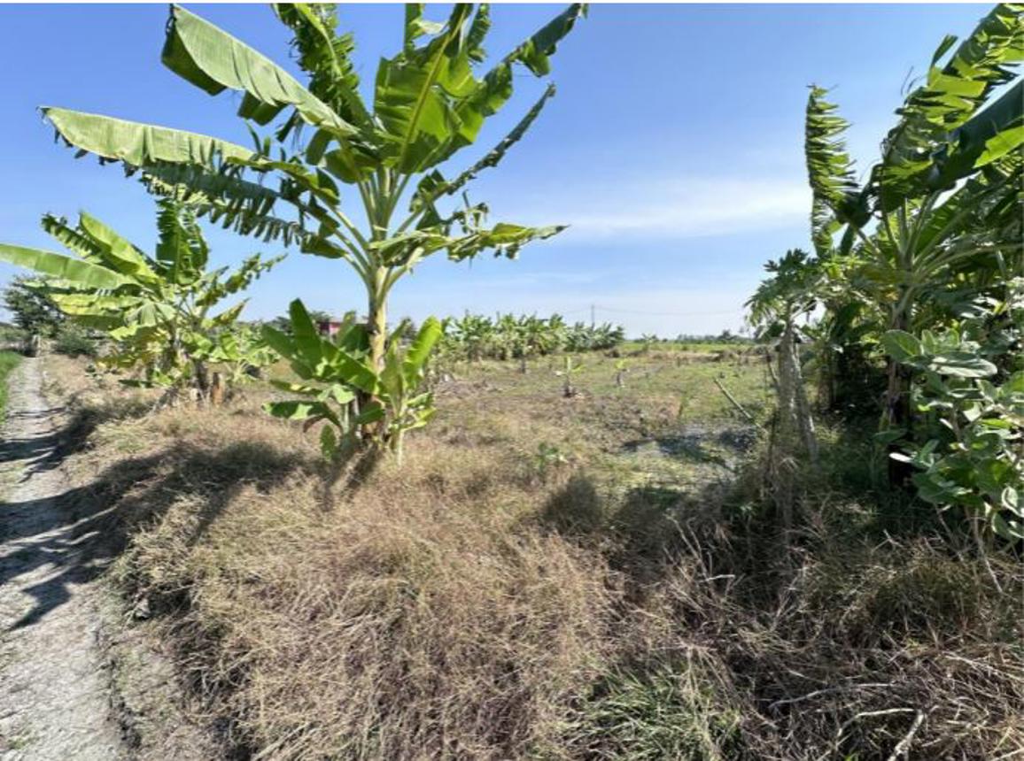 รูป ที่ดินว่างเปล่า สำหรับขาย  หนองโอ่ง อู่ทอง สุพรรณบุรี - รูปที่ 5/12