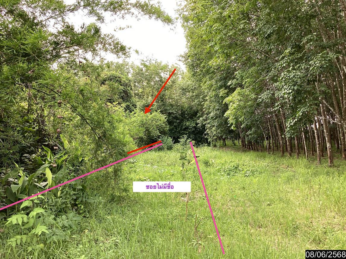 picture LAND for sale  Song Dao Song Dao Sakon Nakhon - 18/24