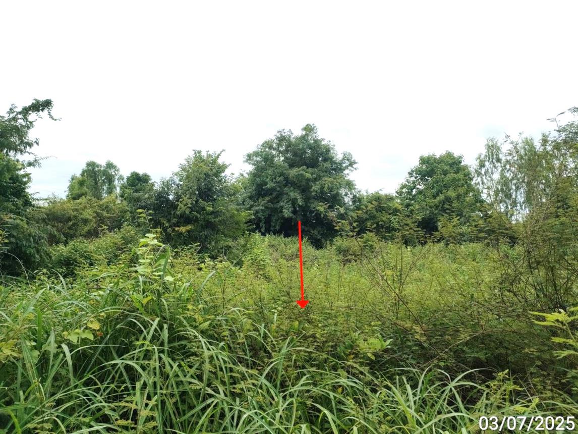 picture LAND for sale  Ku Thong Chiang Yun Maha Sarakham - 12/18