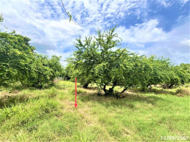 picture LAND for sale  Lamnarai Chai Badan Lopburi - 5/14