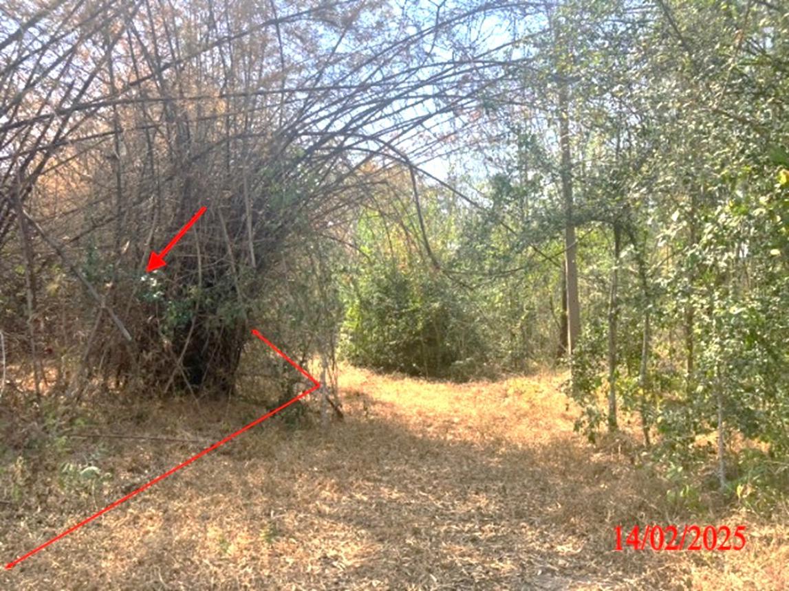 picture LAND for sale  Phichai Muang Lampang Lamphang - 14/24