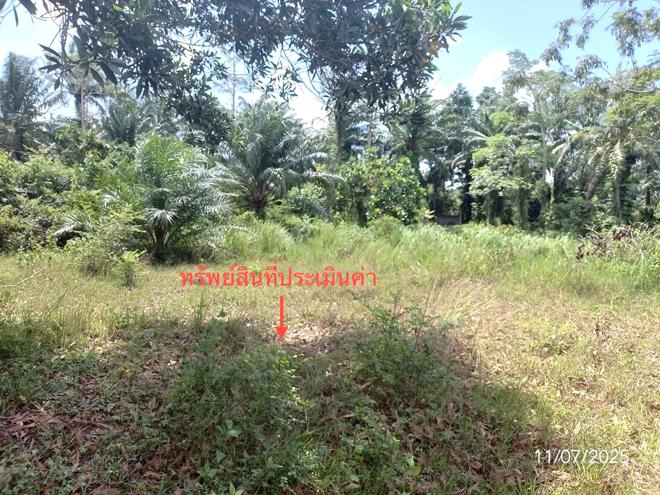 picture LAND for sale  Wang Maprang Nua Wang Wiset Trang - 3/24