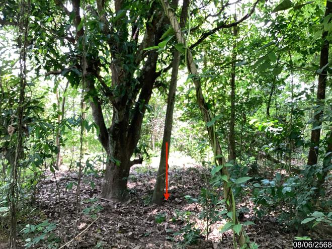 picture LAND for sale  Song Dao Song Dao Sakon Nakhon - 5/24
