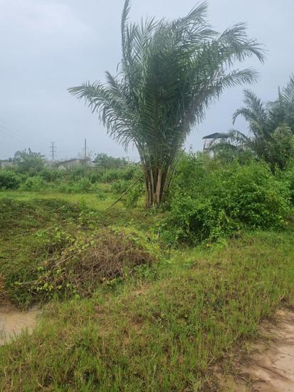 picture LAND for sale  Nong Yat Muang Nakhon Phanom Nakhon Phanom - 2/12