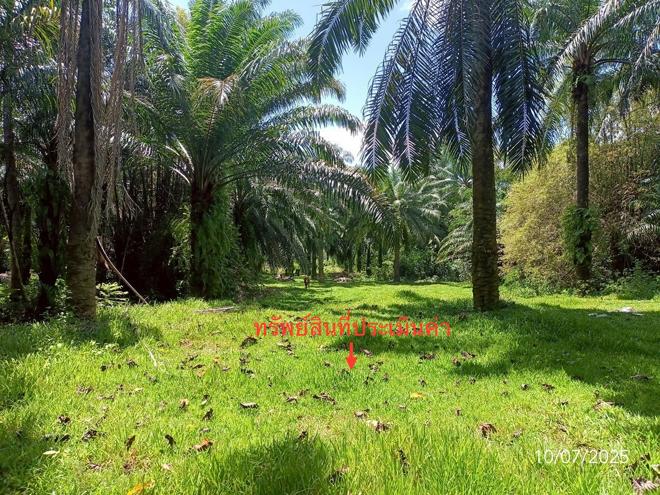 picture LAND for sale  Wang Maprang Nua Wang Wiset Trang - 5/18