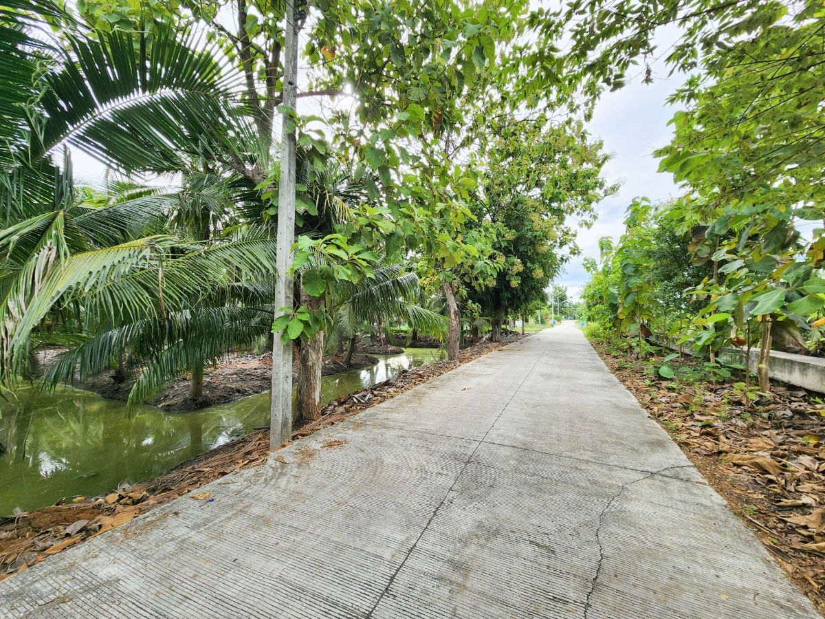 รูป ขายด่วน! ที่ดินพร้อมสวนมะพร้าวบ้านแพ้วกว่า 8 ไร่! ราคาดี ในหนองนกไข่ กระทุ่มแบน สมุทรสาคร ผังเมืองเขียวลาย หน้ากว้าง 80 เมตร ลึก 160 เมตร  - รูปที่ 7/17