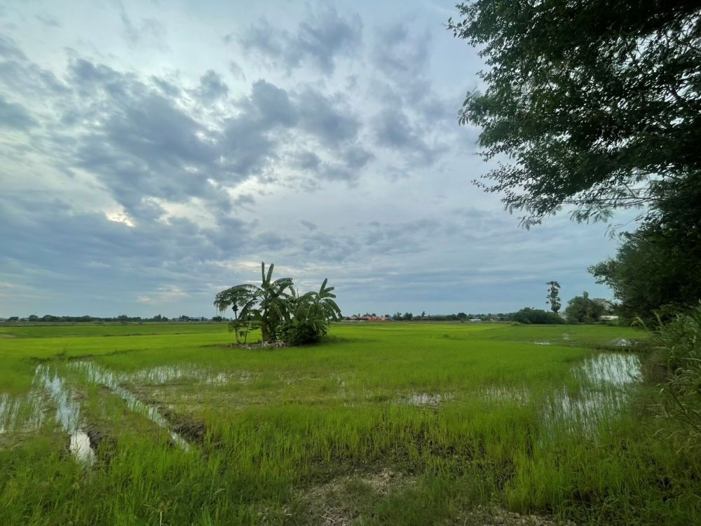 รูป ขายที่ดินเปล่า ขนาด 24 ไร่ ทำเลทอง บรรยากาศร่มรื่น ใกล้แหล่งชุมชน ต.หัวสำโรง ฉะเชิงเทรา - รูปที่ 12/15