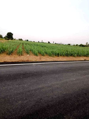 Land for sale Muang Nakhon Sawan Nakhon Sawan : Urgent sale of 10 rai of land, the whole plot for 11,000,000 baht, Chokthin, Phra Non Subdistrict, Nakhon Sawan