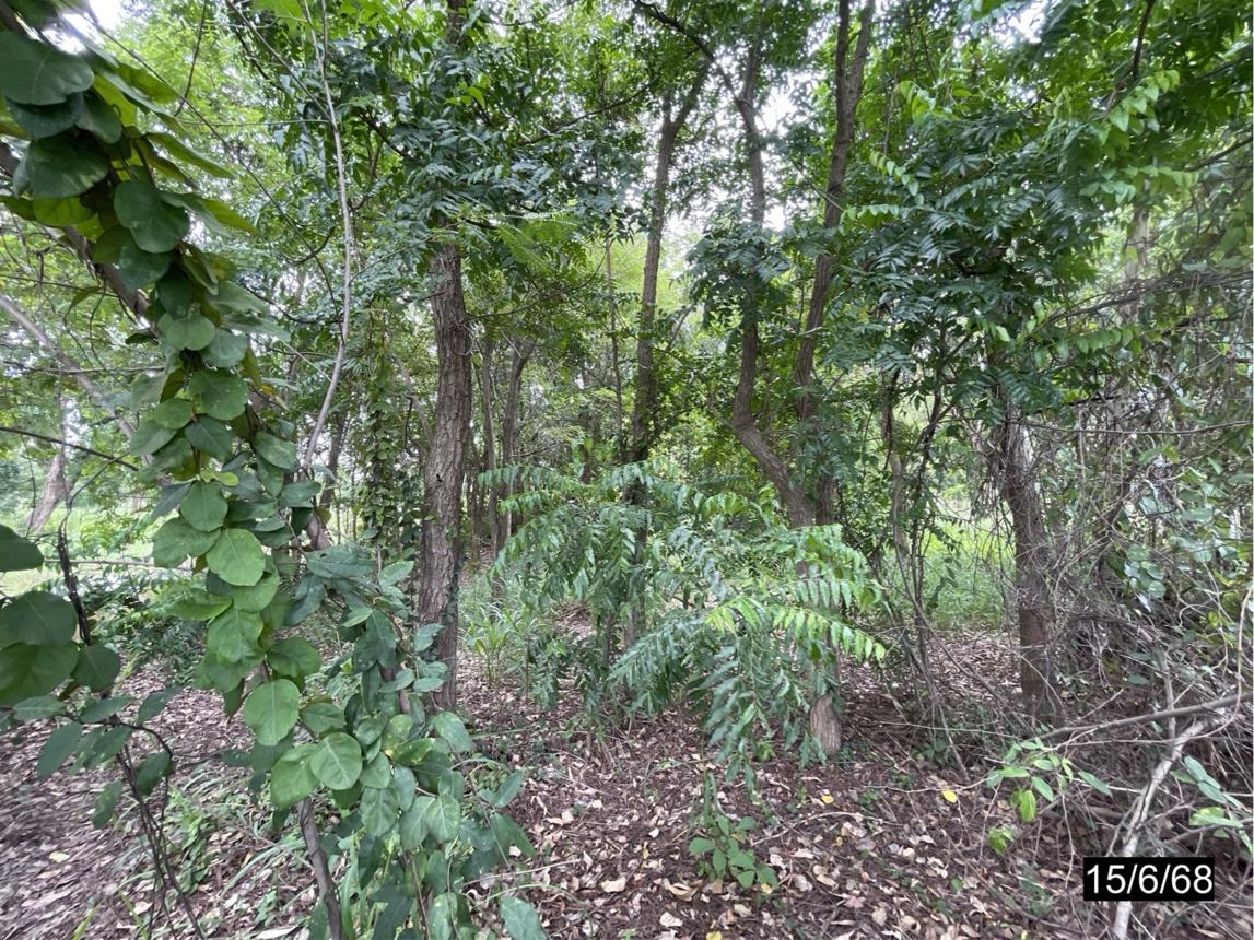 รูป ที่ดินว่างเปล่า สำหรับขาย - บ้านหว้า เมืองขอนแก่น ขอนแก่น - รูปที่ 14/24