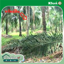 รูป ที่ดินว่างเปล่า สำหรับขาย - คลองพา ท่าชนะ สุราษฎร์ธานี - รูปที่ 12/14
