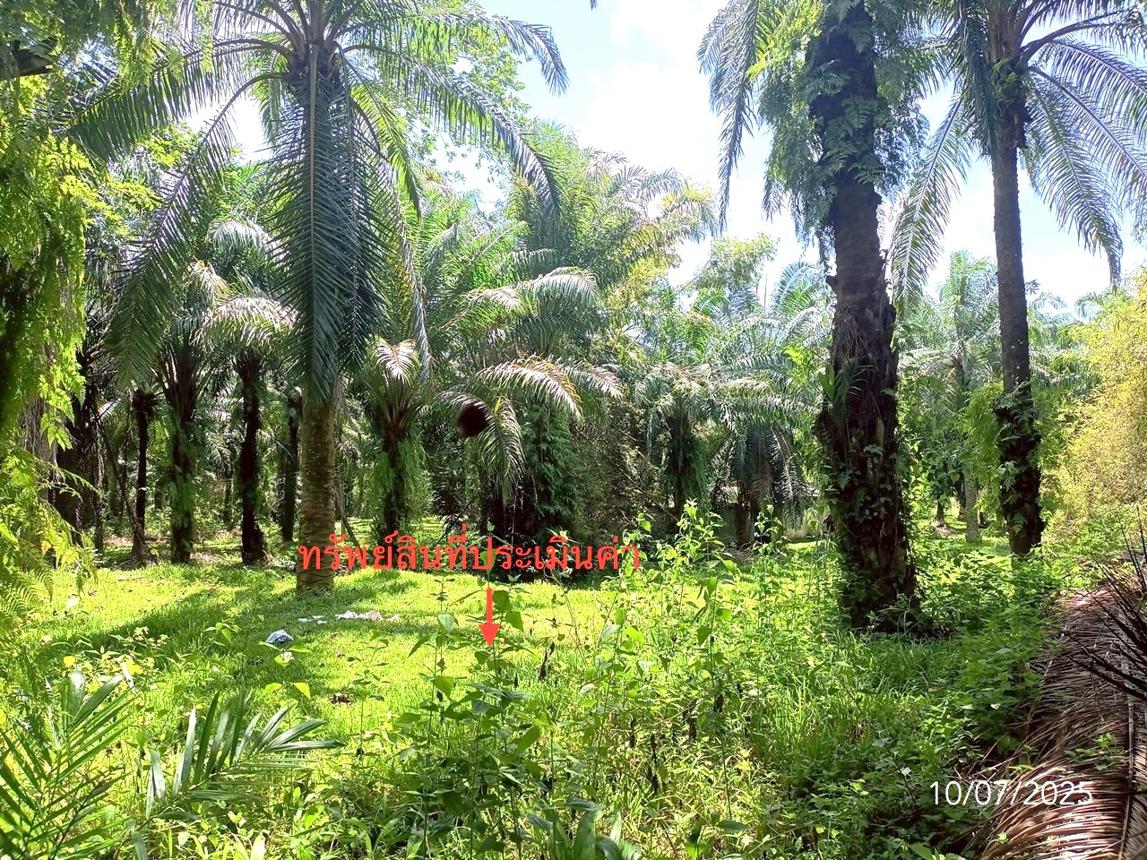 picture LAND for sale  Wang Maprang Nua Wang Wiset Trang - 14/18
